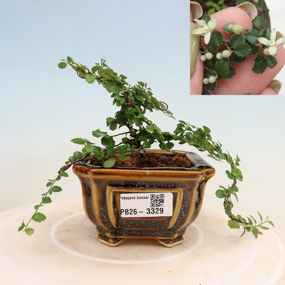 Pokojová bonsai - Grewia sp. - Grewie malolistá
