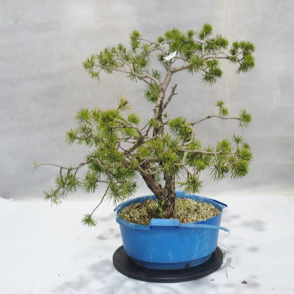 Yamadori - Pinus sylvestris 