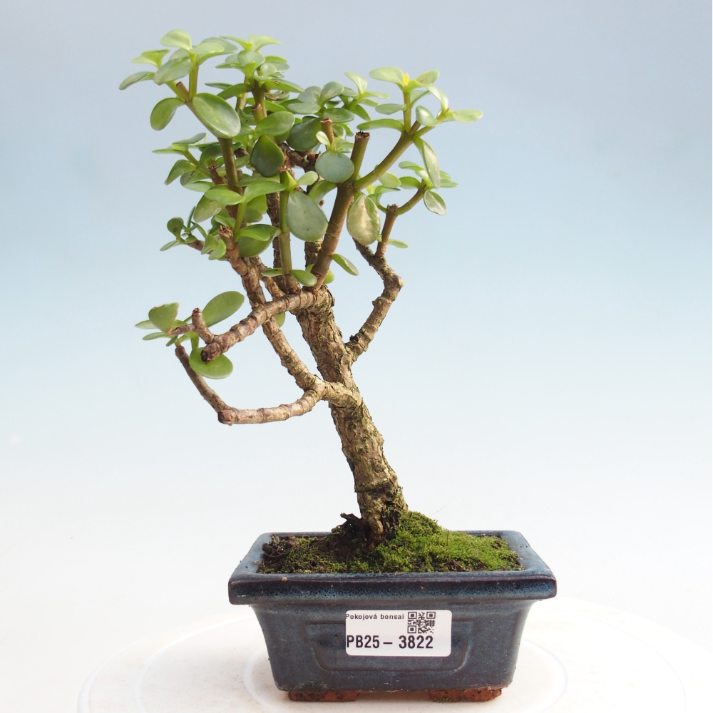 Pokojová bonsai - Portulakaria Afra - Tlustice