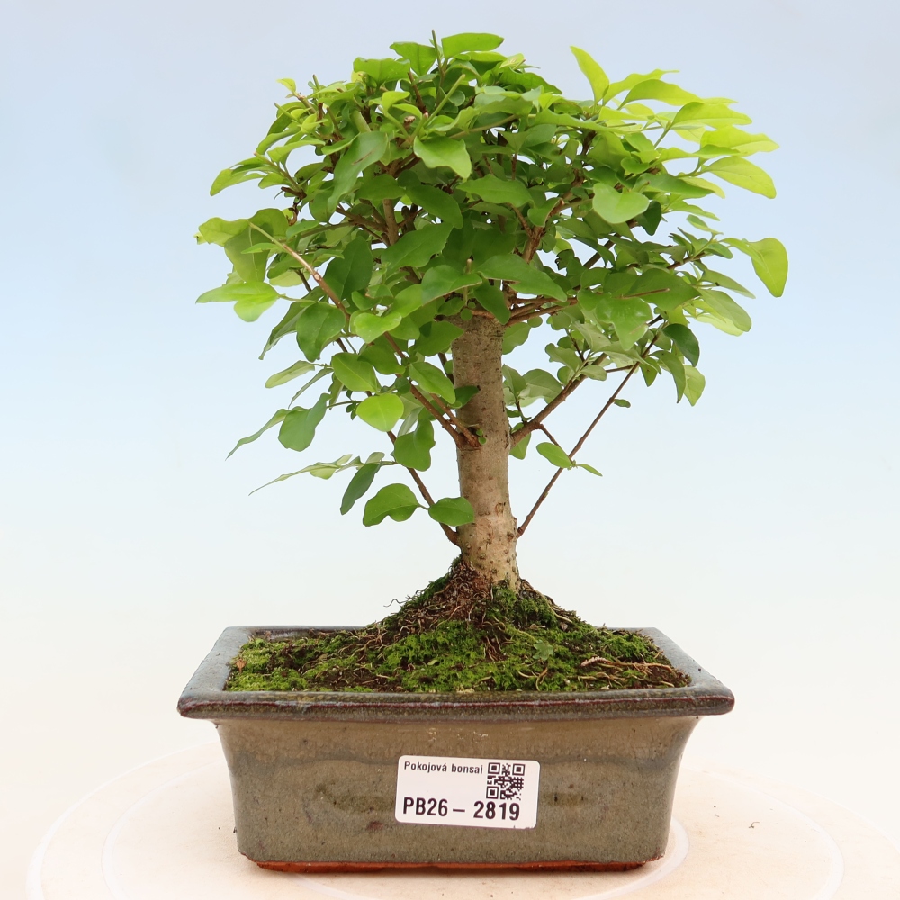 Pokojová bonsai -Ligustrum chinensis - Ptačí zob
