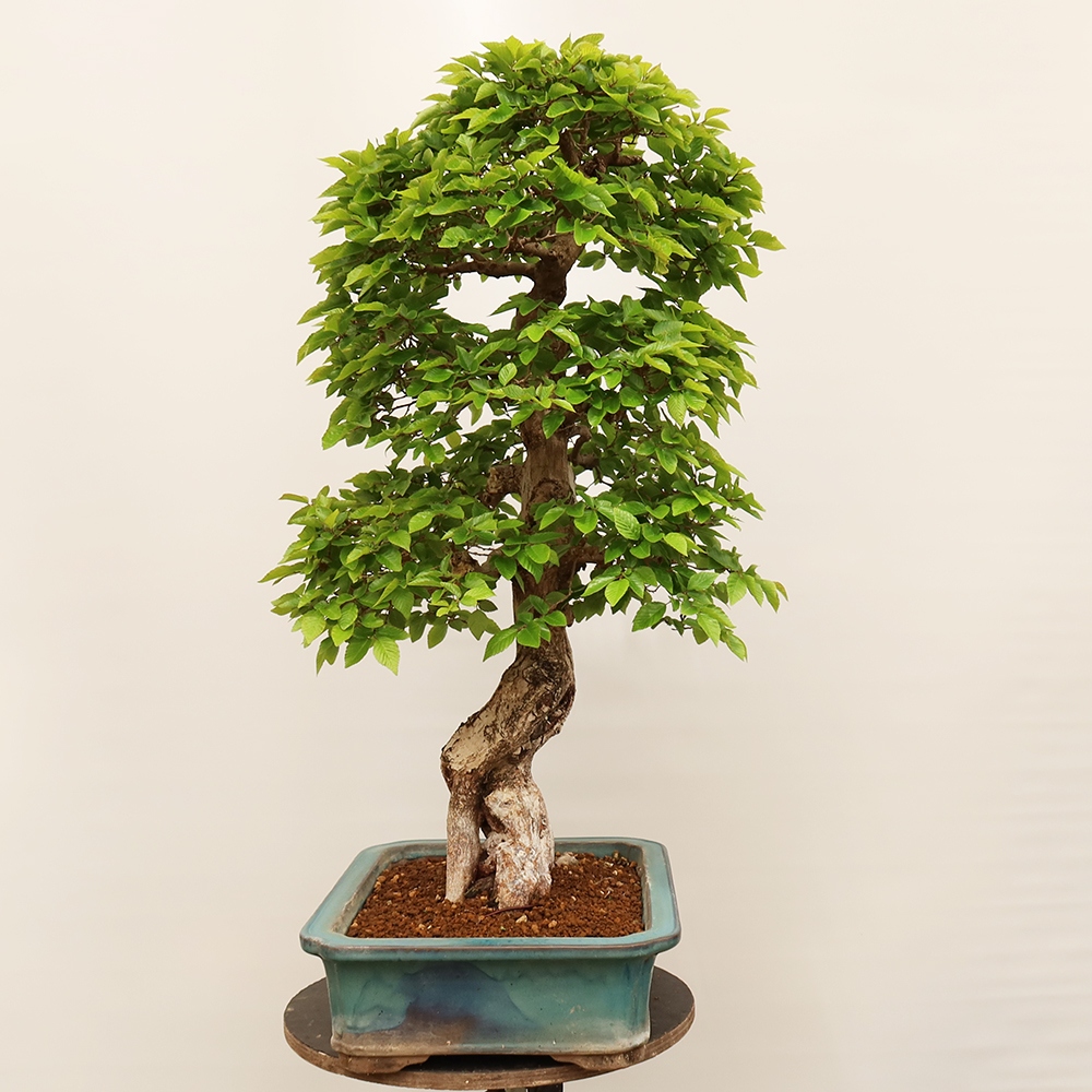 Venkovní bonsai -Carpinus Coreana - Habr korejský
