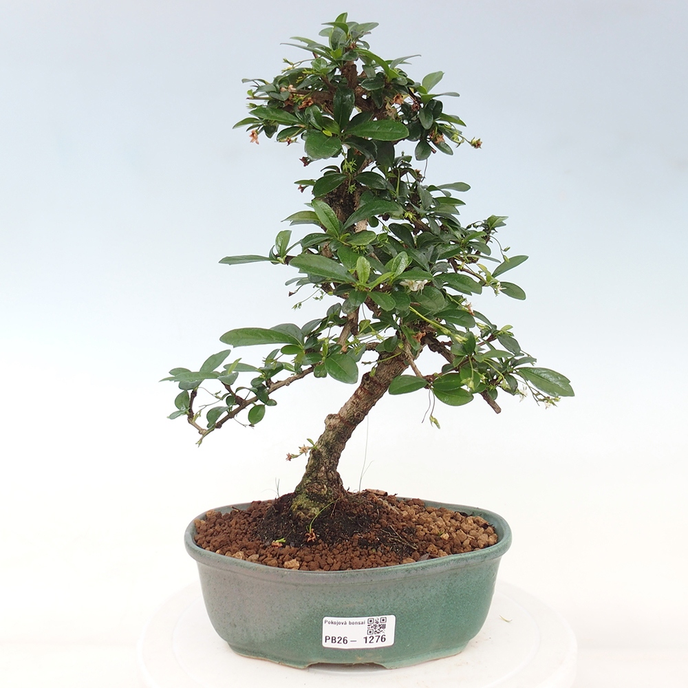 Pokojová bonsai - Carmona macrophylla - Čaj fuki