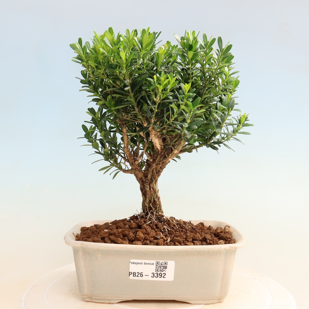 Pokojová bonsai - Buxus harlandii -korkový buxus
