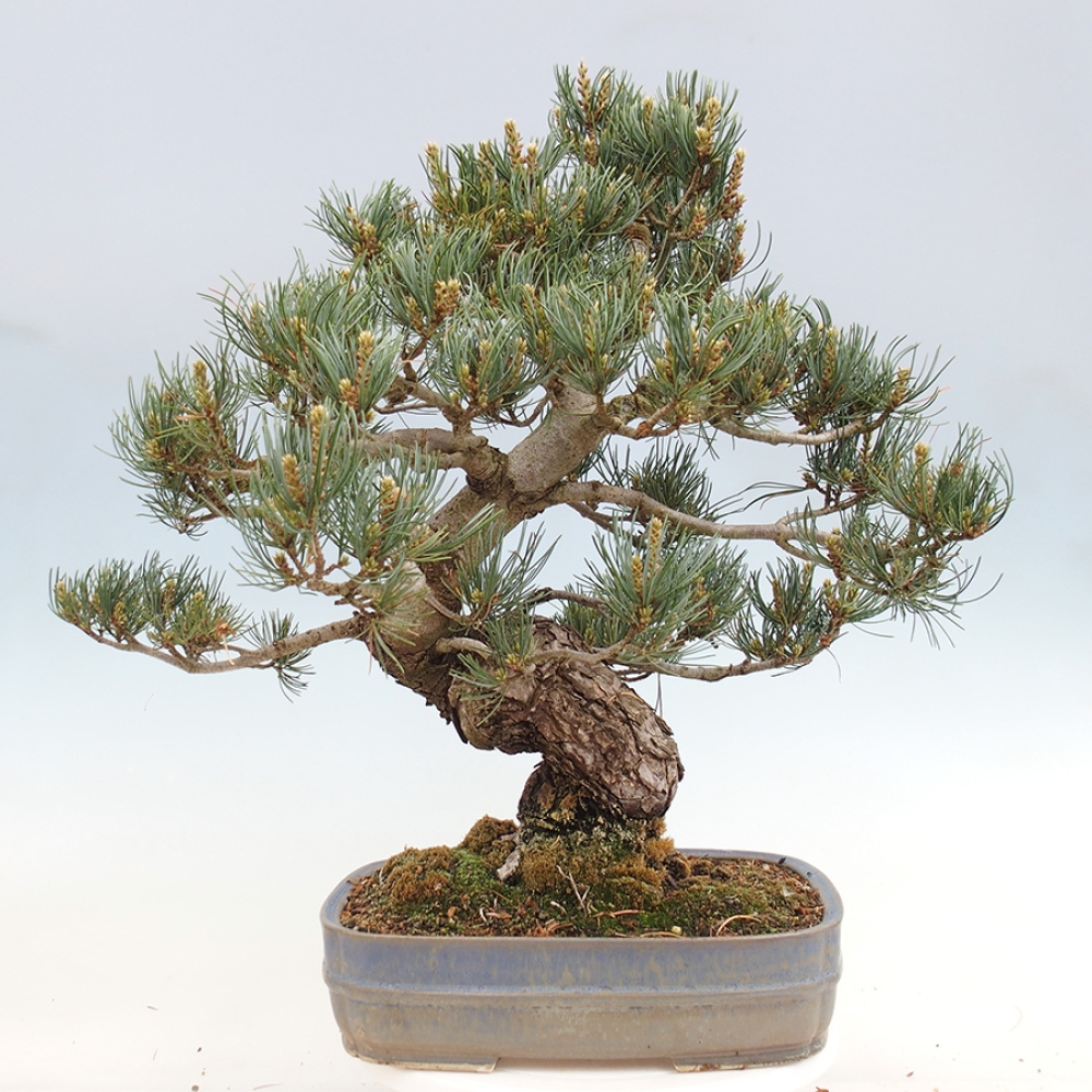 Venkovní bonsai - Pinus parviflora - Borovice drobnokvětá