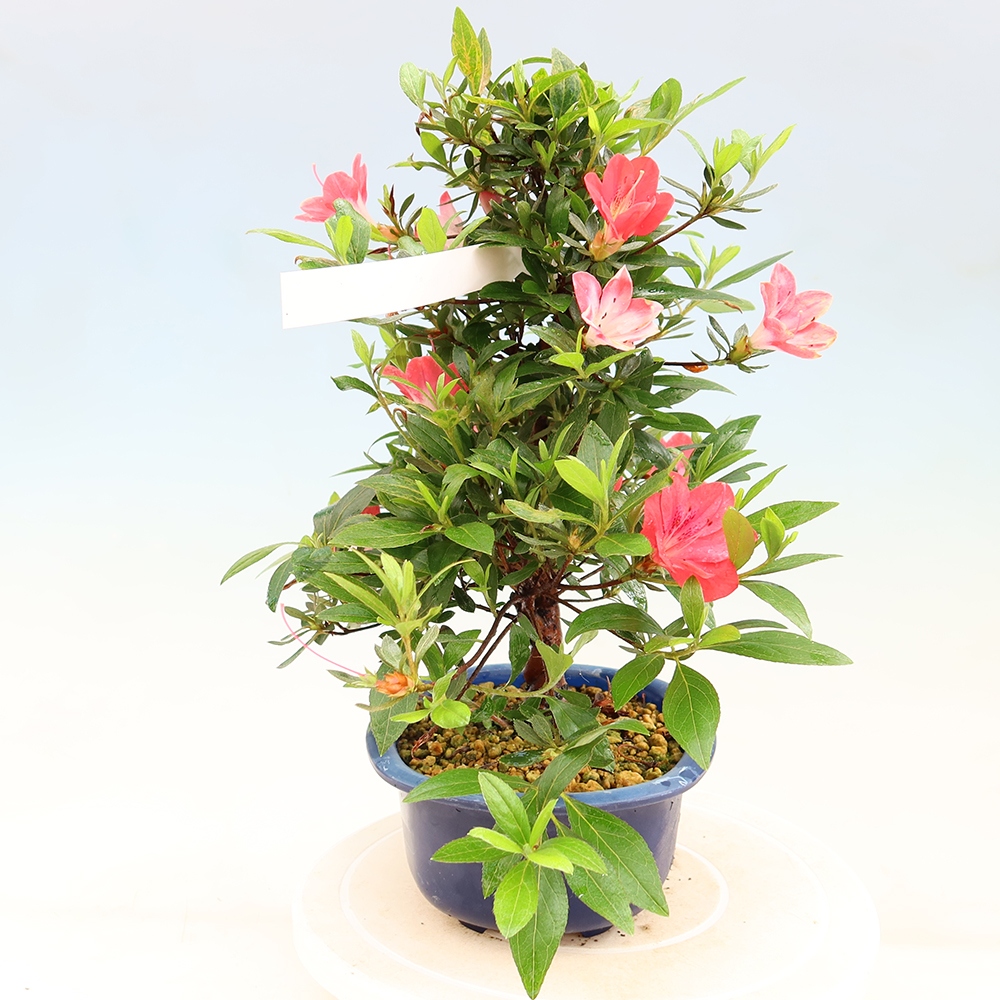 Venkovní bonsai - Japonská azalka - Azalea Beniko