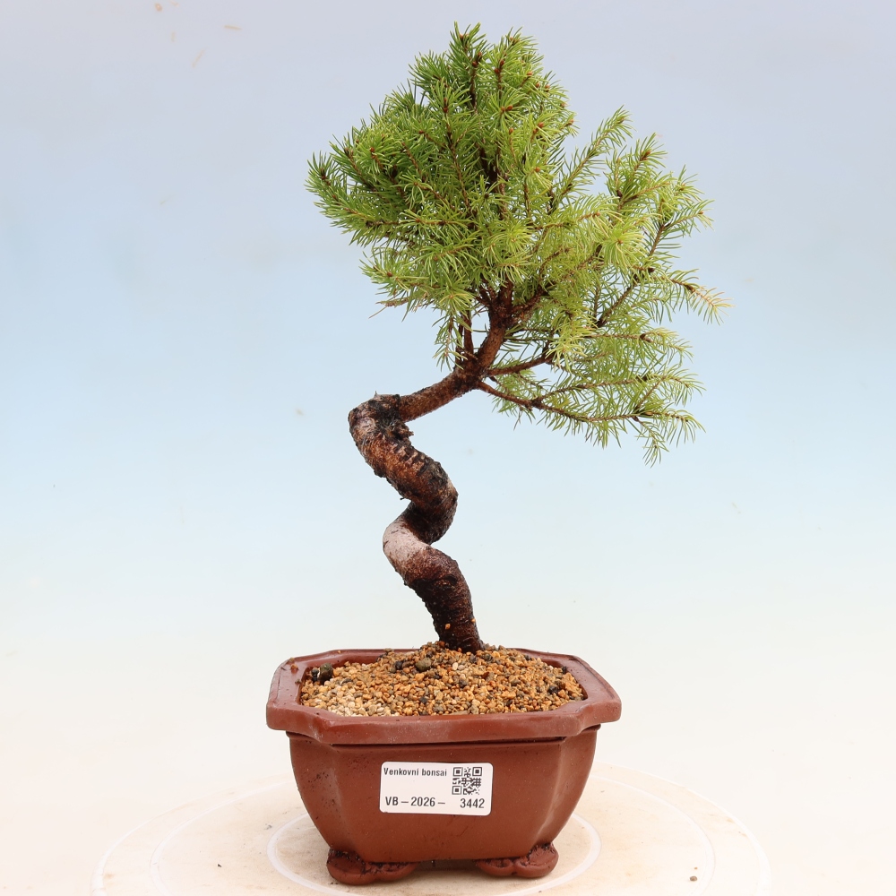 Venkovní bonsai- Smrk sivý - Picea glauca globe