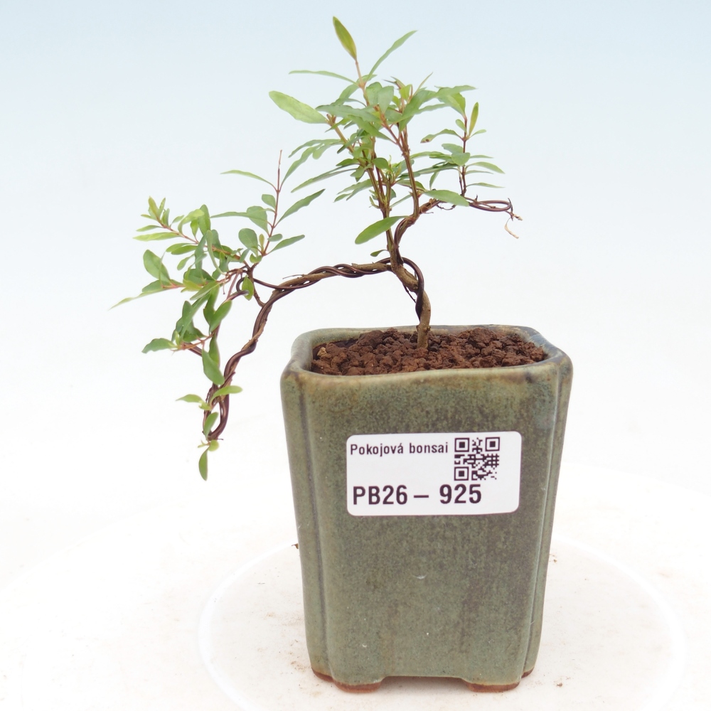 Pokojová bonsai-PUNICA granatum nana-Granátové jablko