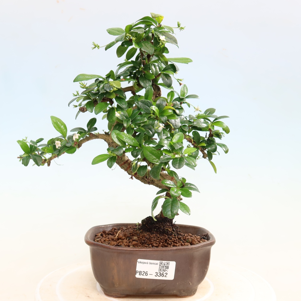 Pokojová bonsai - Carmona macrophylla - Čaj fuki