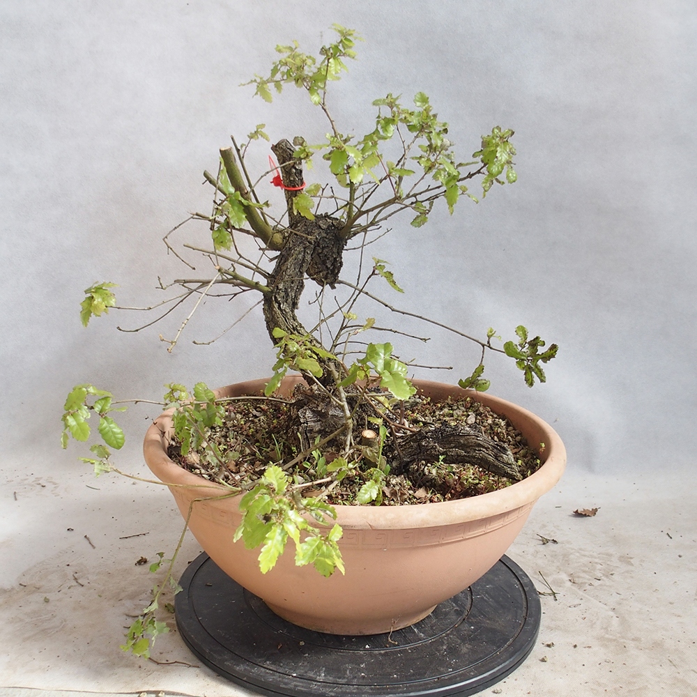 Venkovní bonsai Quercus Cerris - Dub Cer