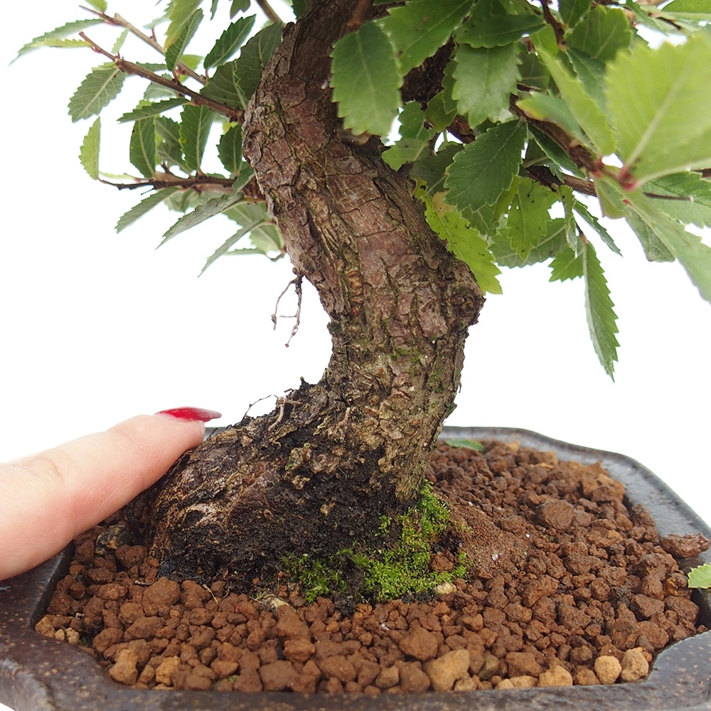 Venkovní bonsai - Zelkova - Zelkova NIRE
