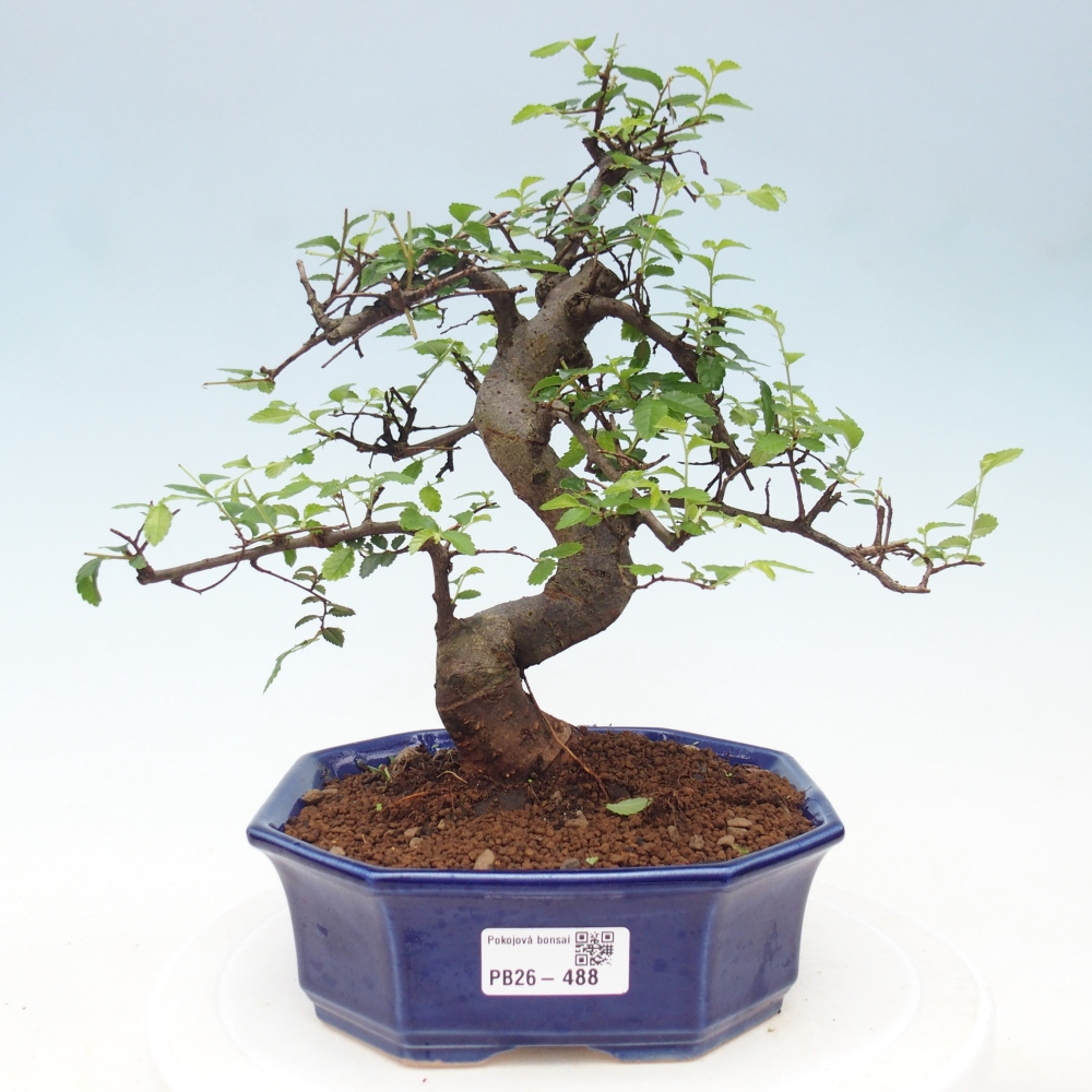 Pokojová bonsai - Ulmus parvifolia - Malolistý jilm