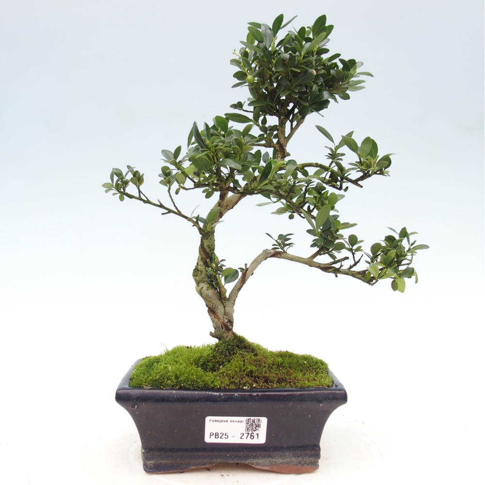 Pokojová bonsai - Ilex crenata - Cesmína