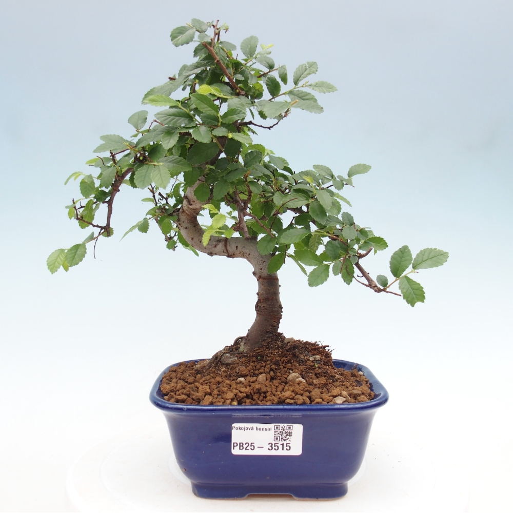 Pokojová bonsai - Ulmus parvifolia - Malolistý jilm