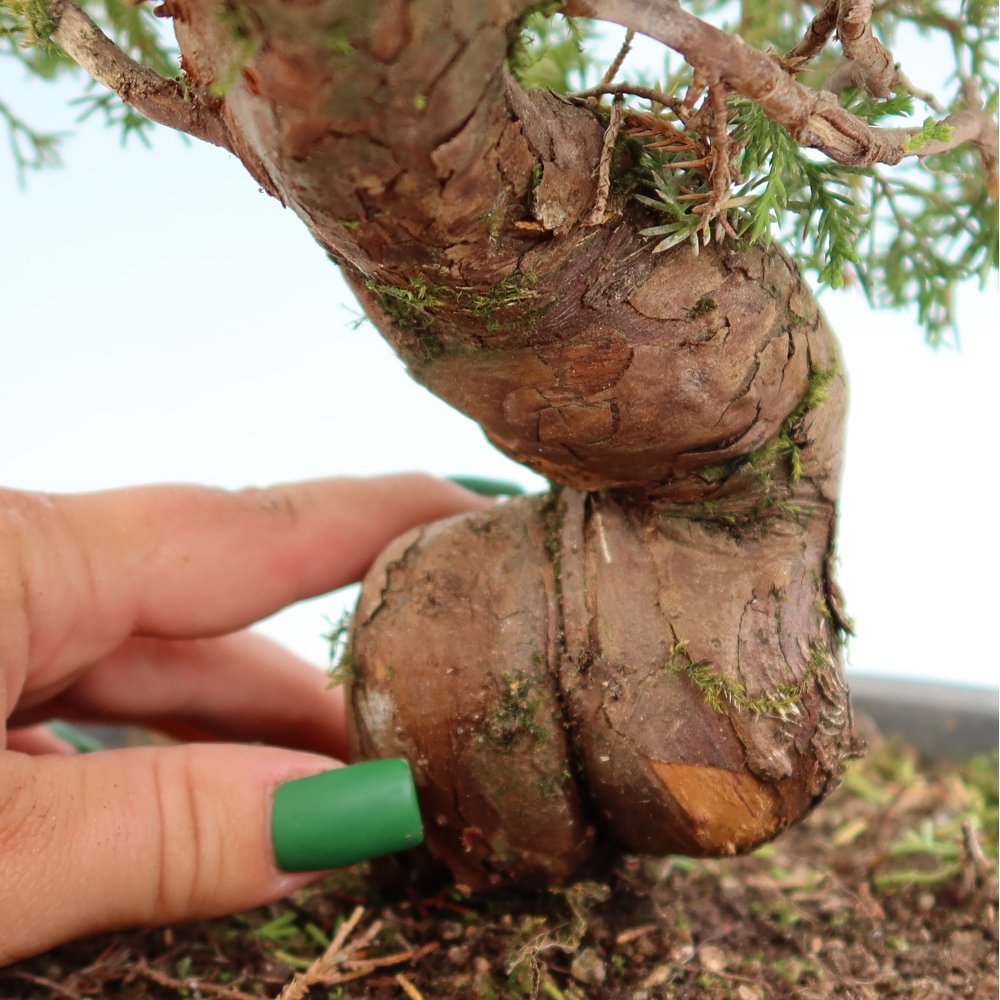 Venkovní bonsai - Juniperus chinensis Itoigawa-Jalovec čínský