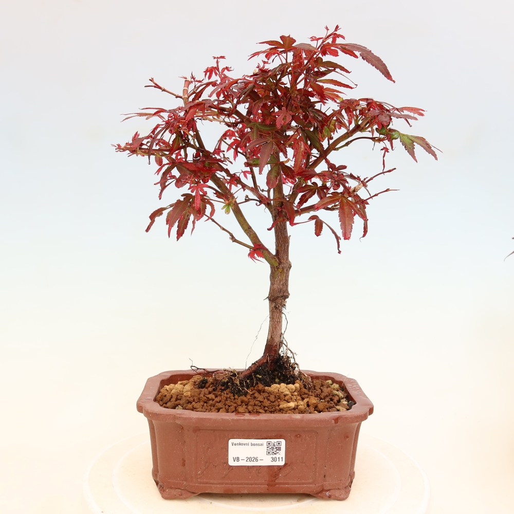 Venkovní bonsai -Javor dlanitolistý  - Acer palmatum Berry Broom 