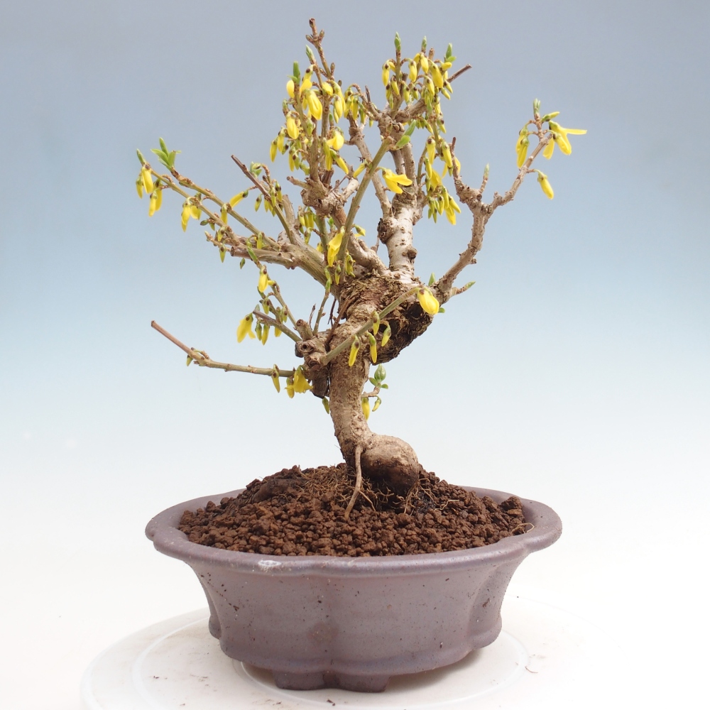 Venkovní bonsai - Zlatice - Forsythia koreana