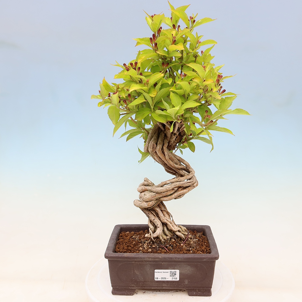 Venkovní bonsai - Weigela subsessilis - Vajgélie korejská