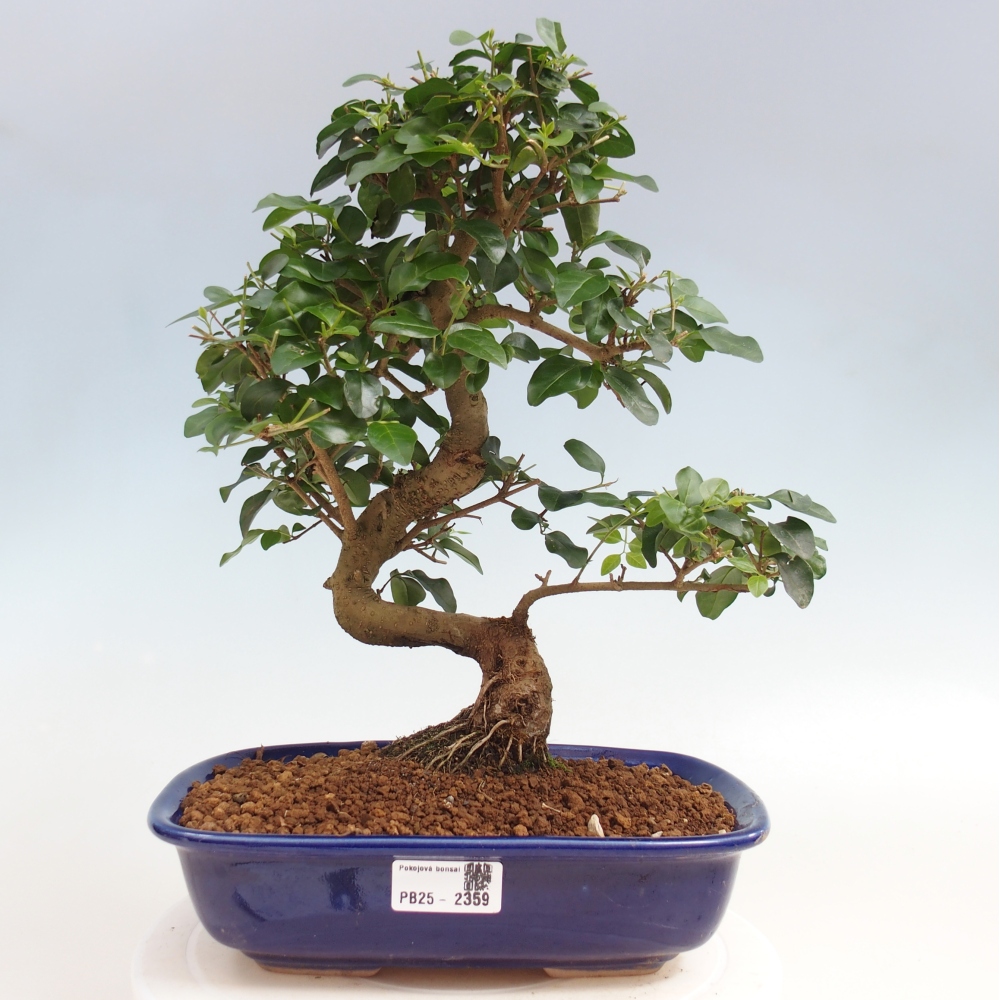 Pokojová bonsai -Ligustrum chinensis - Ptačí zob