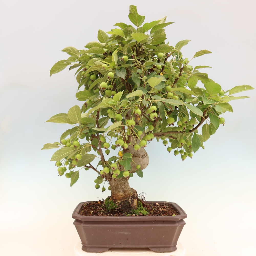 Venkovní bonsai -Malus halliana - Maloplodá jabloň