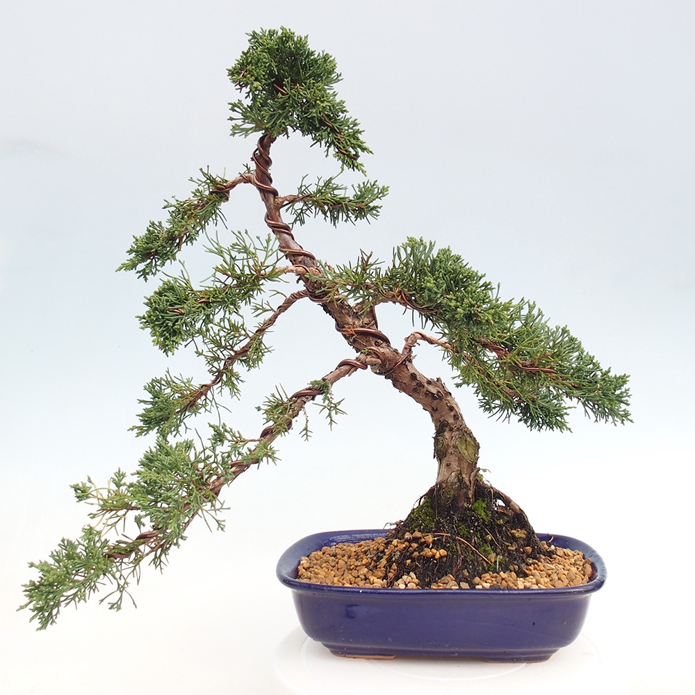 Venkovní bonsai - Juniperus chinensis Kishu -Jalovec čínský