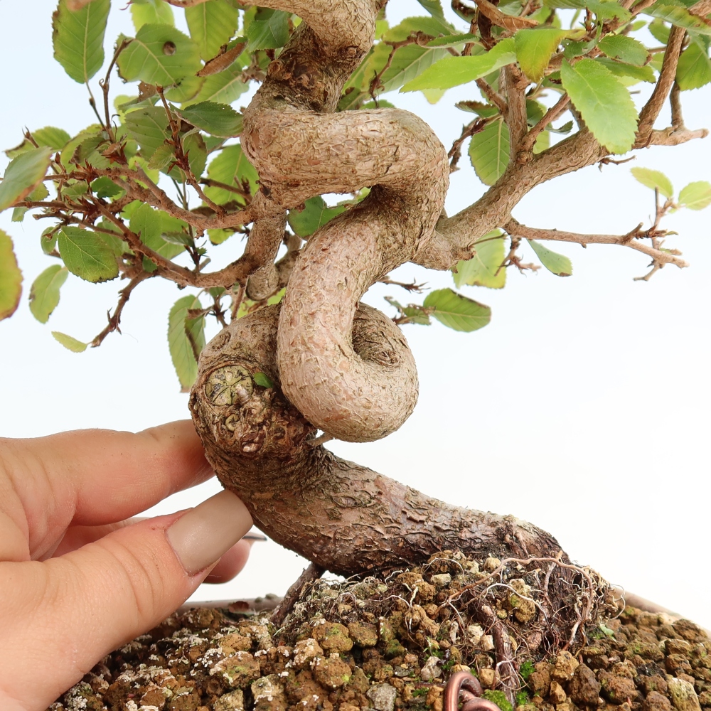 Venkovní bonsai -Carpinus CARPINOIDES - Habr korejský