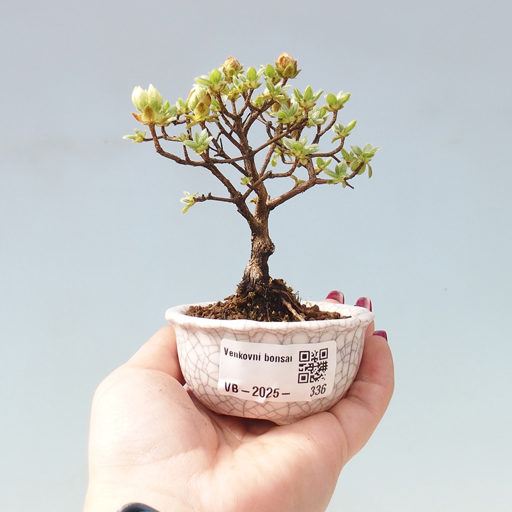 Venkovní bonsai - Rhododendron indicum - Japonská azalka