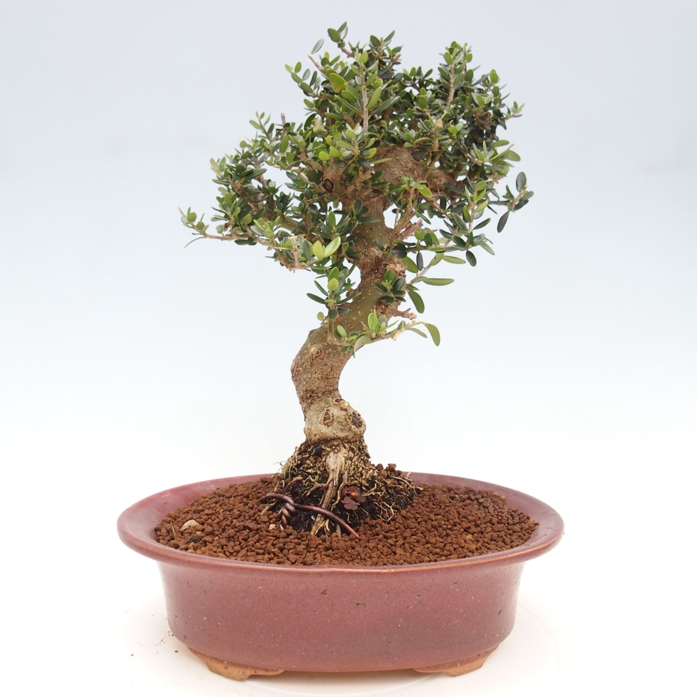 Pokojová bonsai - Olea europaea sylvestris -Oliva evropská drobnolistá