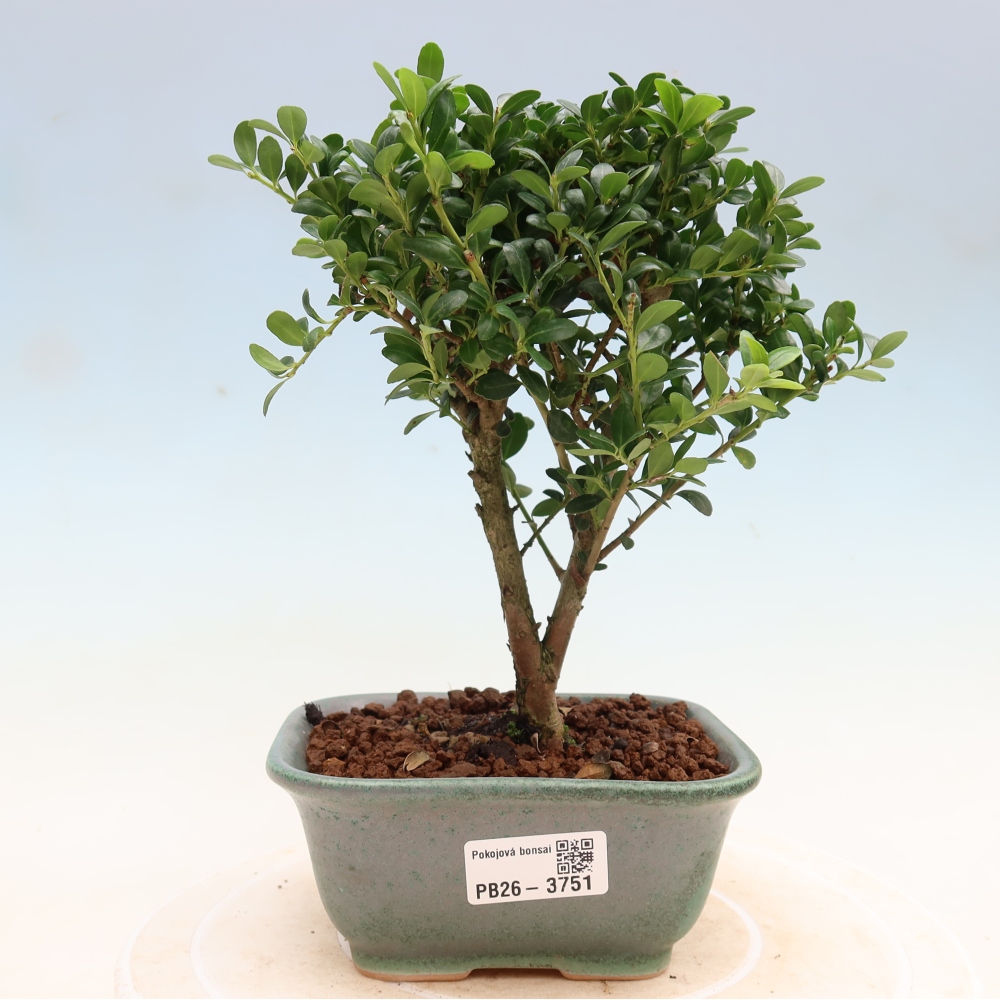 Pokojová bonsai - Ilex crenata - Cesmína