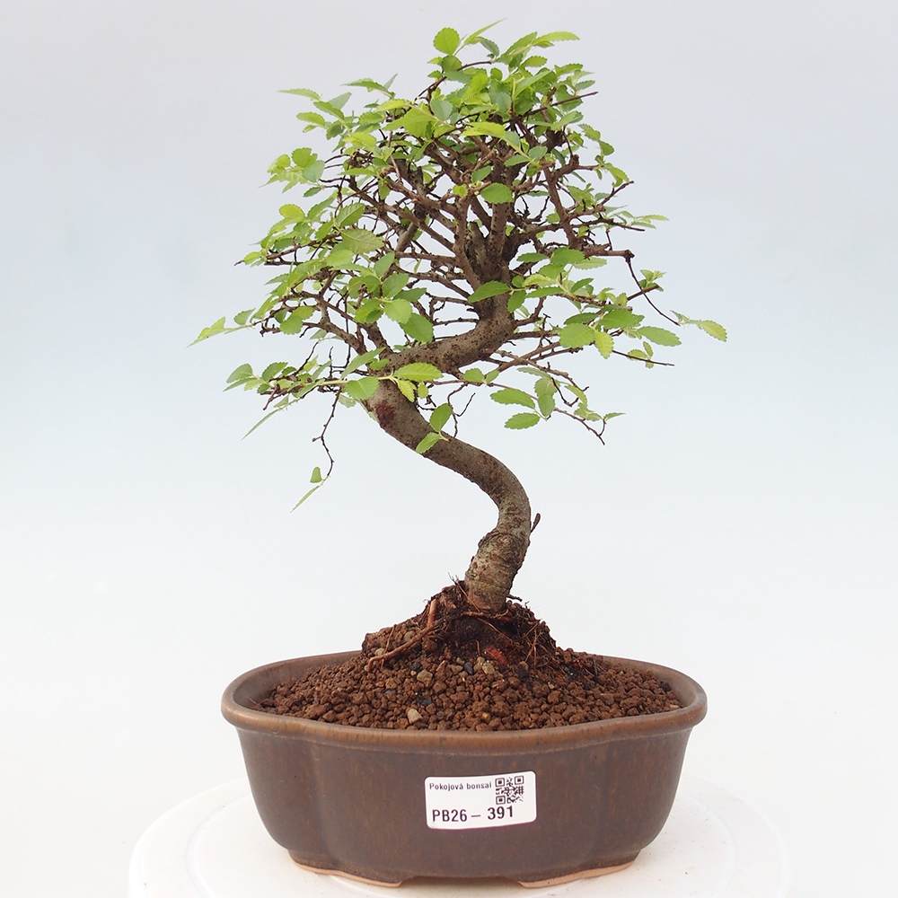 Pokojová bonsai - Ulmus parvifolia - Malolistý jilm