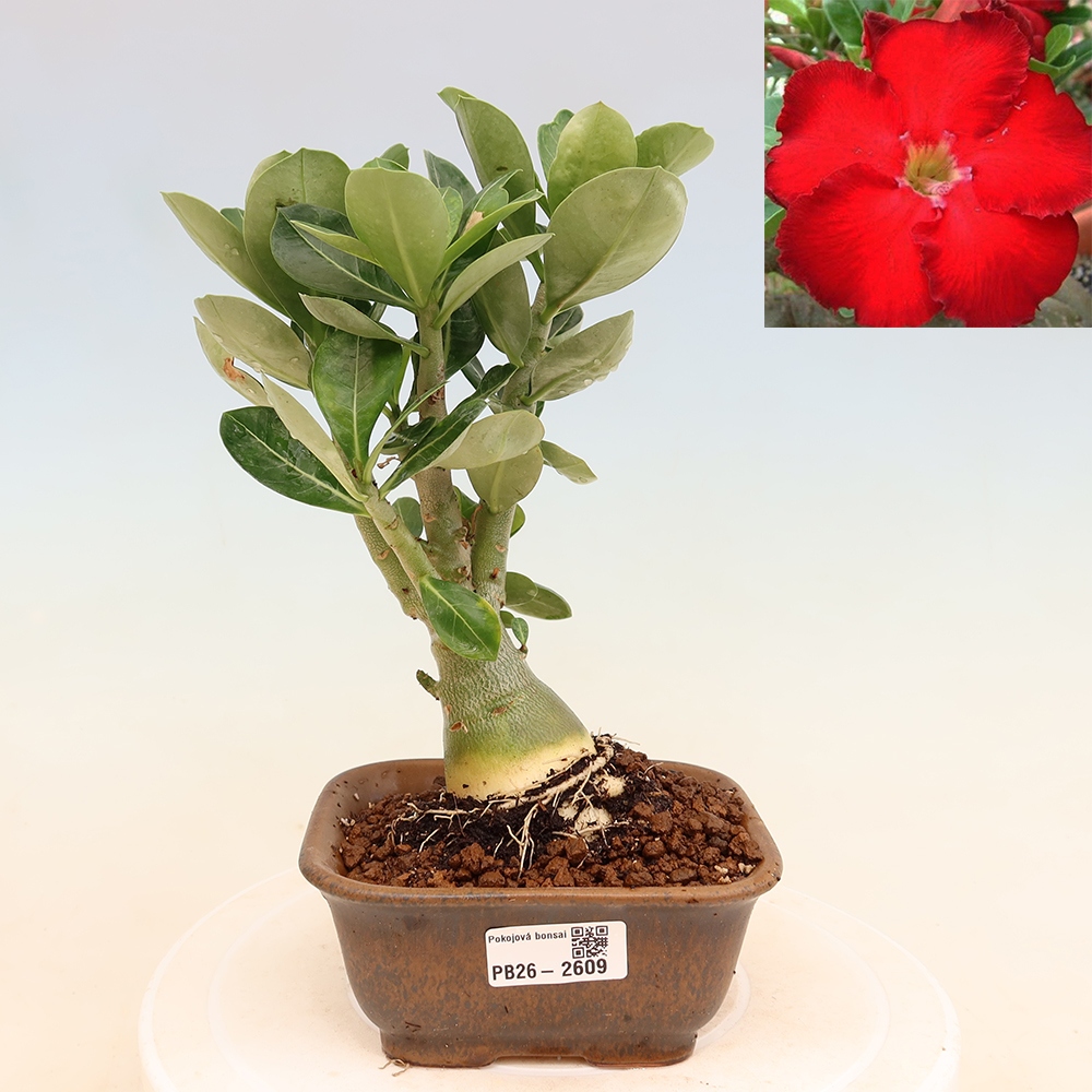 Pokojová bonsai - Adenium obesum Red Star - Pouštní růže