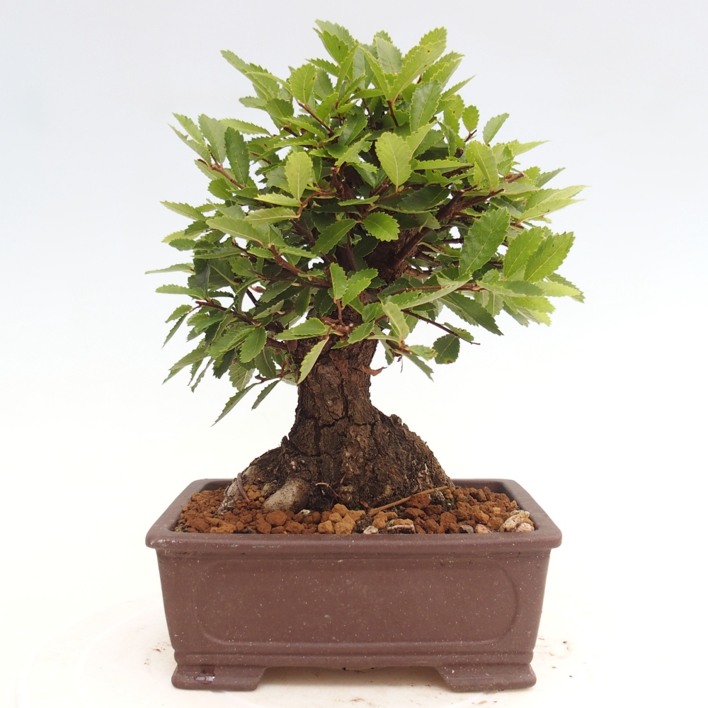 Venkovní bonsai - Zelkova - Zelkova NIRE