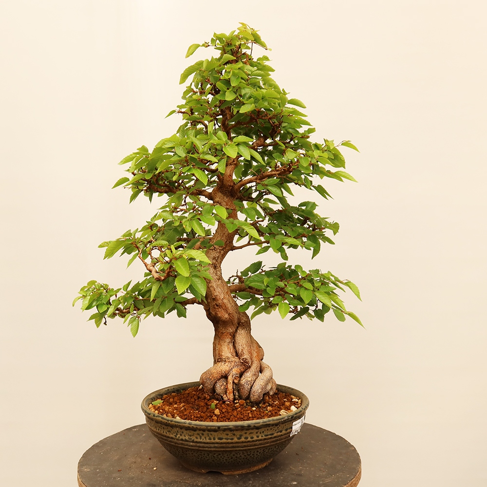 Venkovní bonsai -Carpinus Coreana - Habr korejský