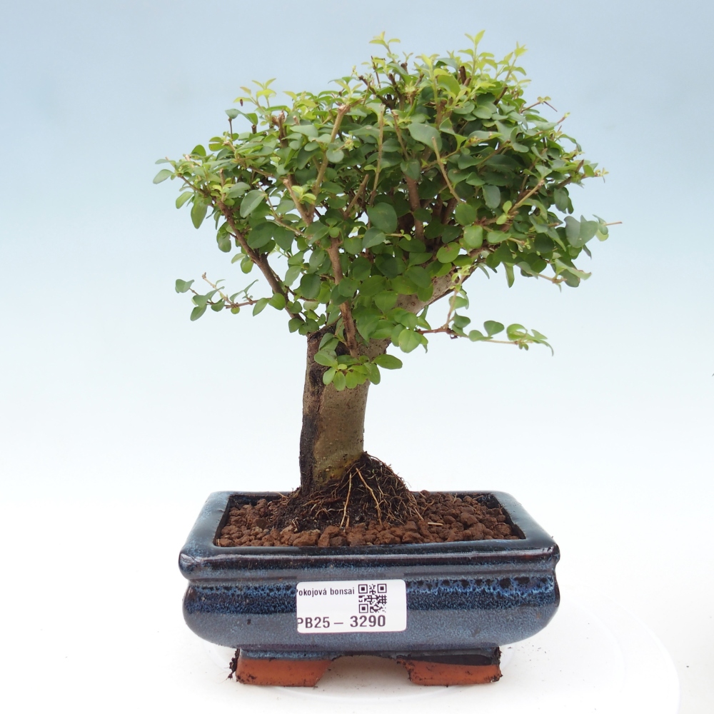 Pokojová bonsai -Ligustrum chinensis - Ptačí zob