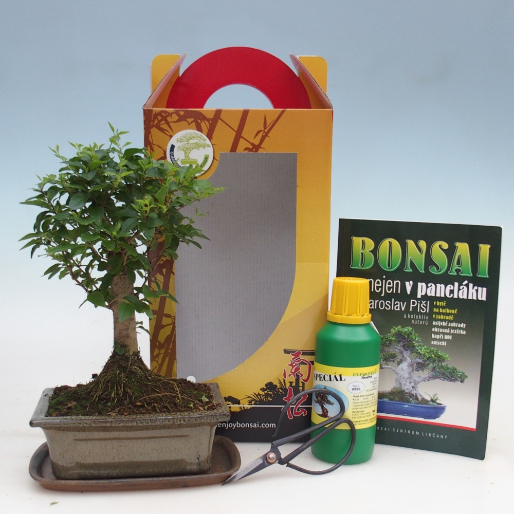 Pokojová bonsai v dárkové krabičce Ligustrum chinensis - Ptačí zob