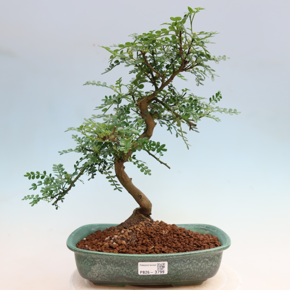 Pokojová bonsai - Zantoxylum piperitum - Pepřovník
