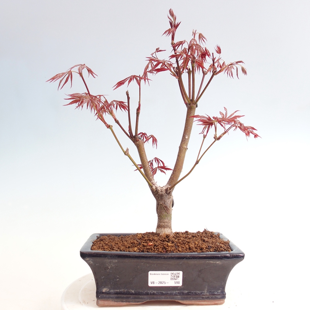 Venkovní bonsai - Acer palm. Atropurpureum-Javor dlanitolistý