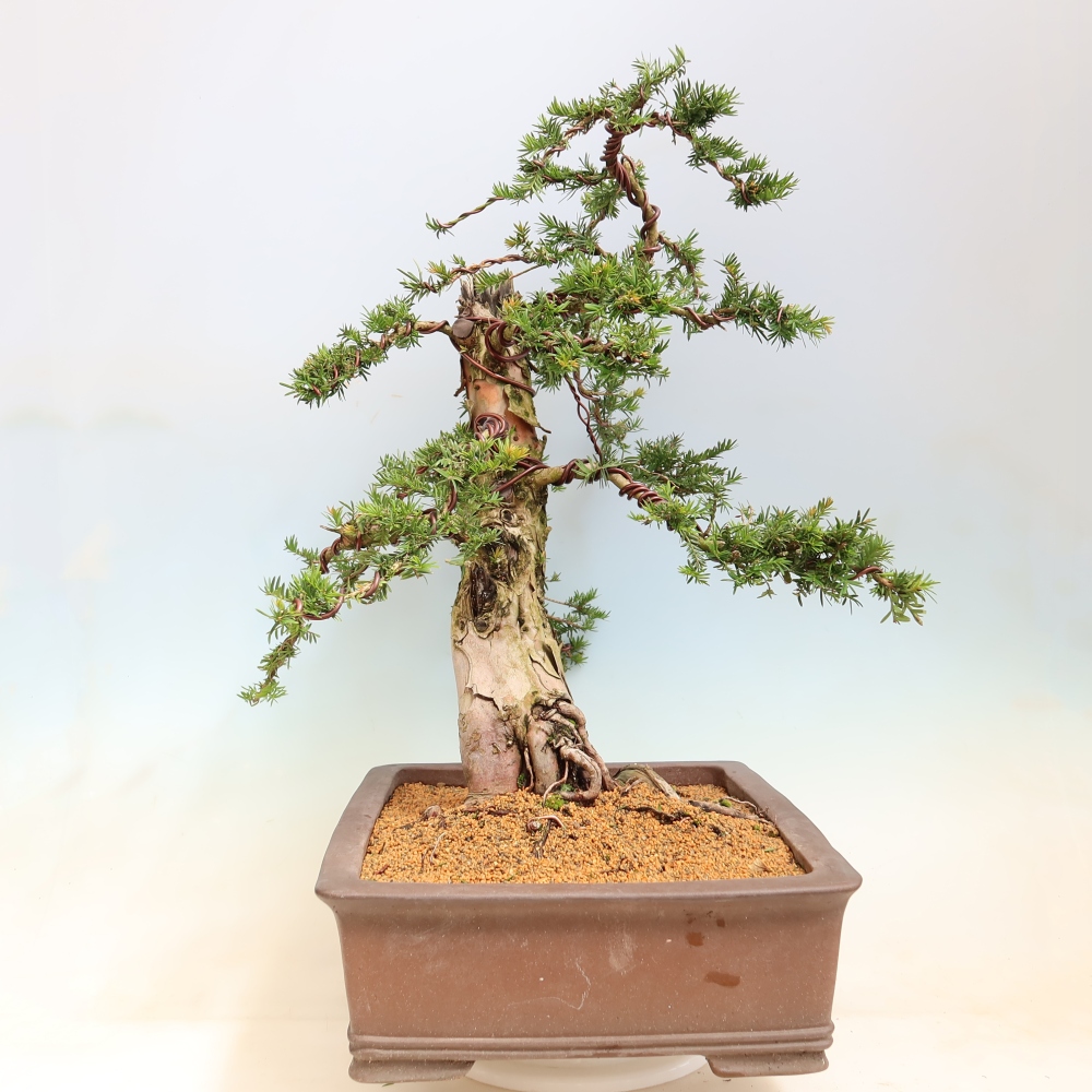 Venkovní bonsai - Taxus baccata  - Tis červený