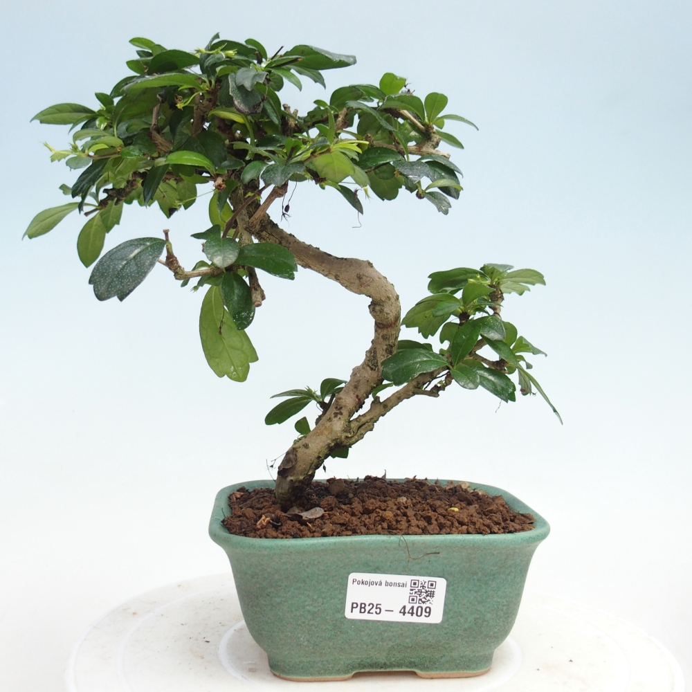 Pokojová bonsai - Carmona macrophylla - Čaj fuki