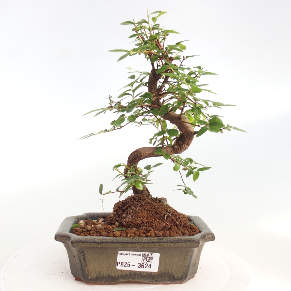 Pokojová bonsai - Ulmus parvifolia - Malolistý jilm