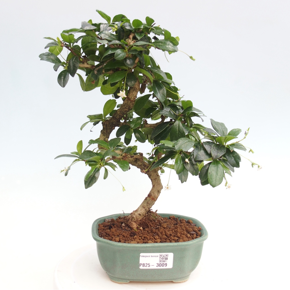 Pokojová bonsai - Carmona macrophylla - Čaj fuki