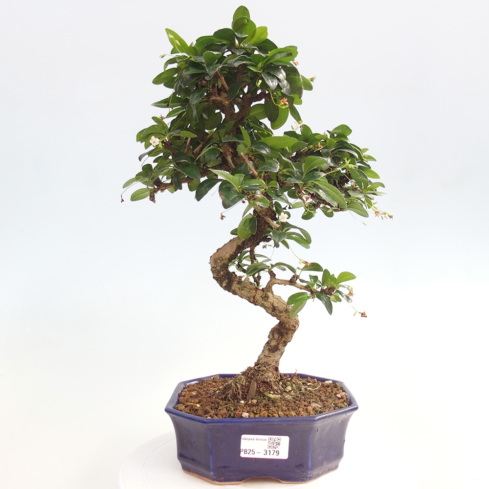 Pokojová bonsai - Carmona macrophylla - Čaj fuki