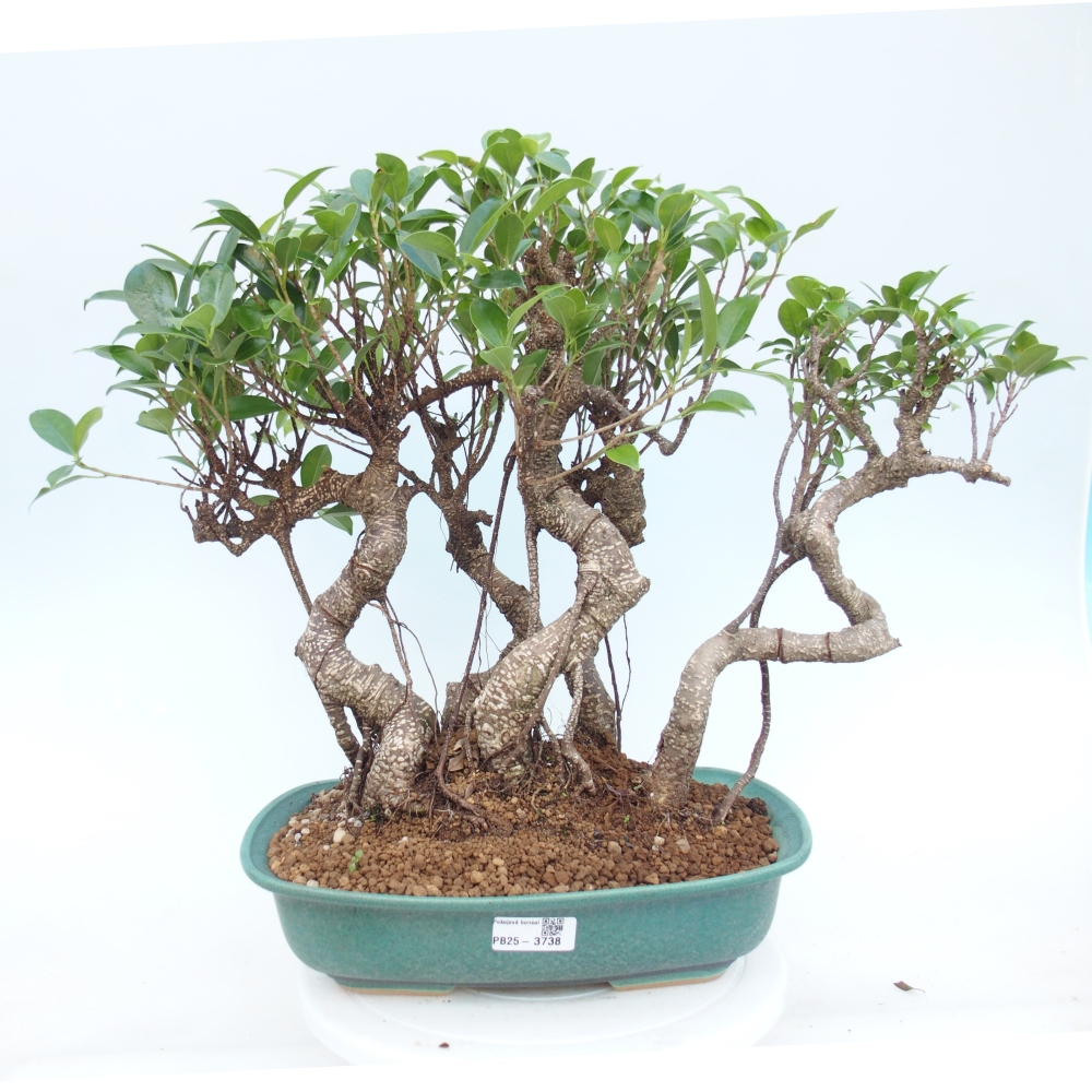Pokojová bonsai - Ficus kimmen -  malolistý fíkus