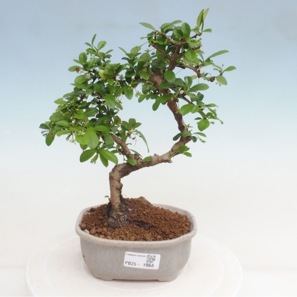 Pokojová bonsai - Carmona macrophylla - Čaj fuki