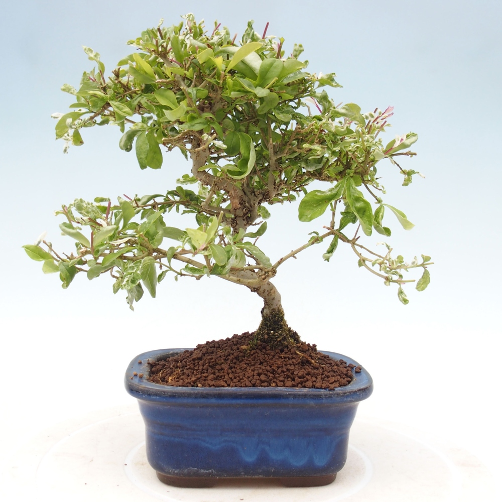 Venkovní bonsai - Ligustrum obtusifolium - Ptačí zob tupolistý