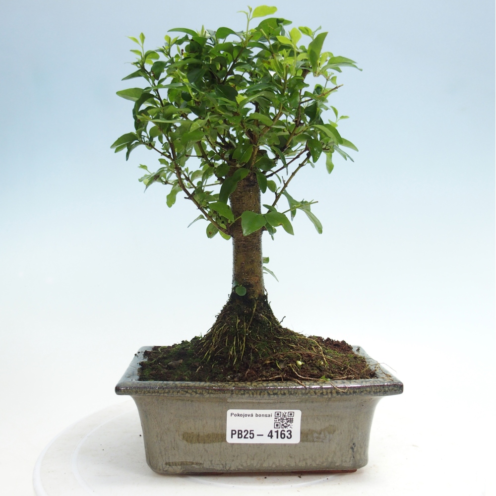 Pokojová bonsai -Ligustrum chinensis - Ptačí zob