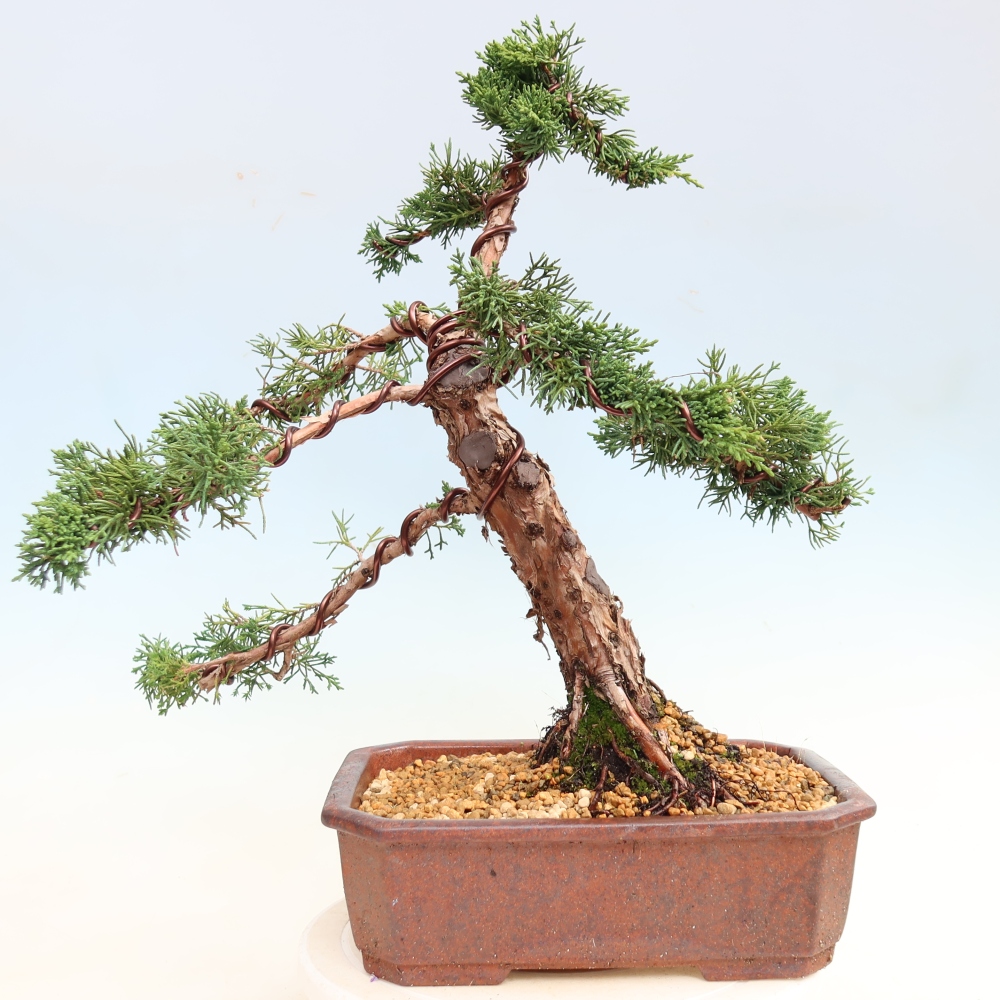 Venkovní bonsai - Juniperus chinensis Kishu -Jalovec čínský