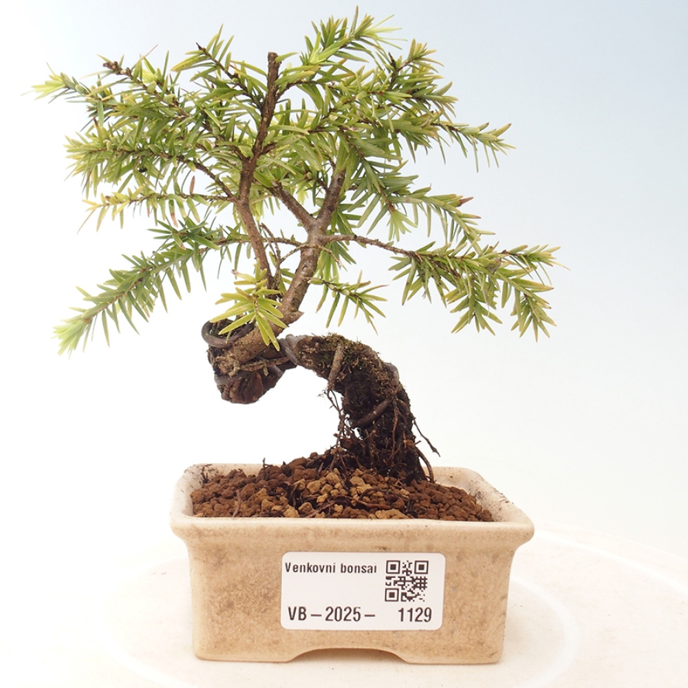 Venkovní bonsai - Tsuga canadensis - Jedlovec