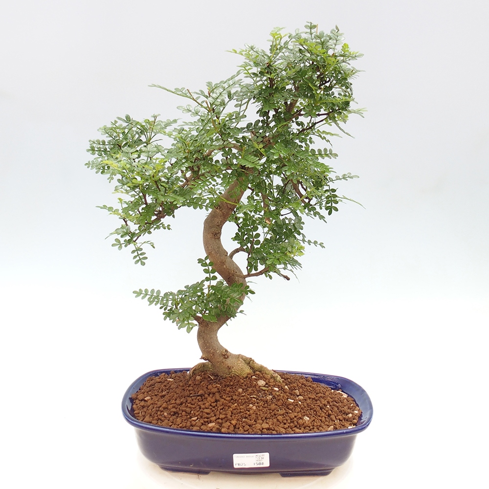 Pokojová bonsai - Zantoxylum piperitum - pepřovník