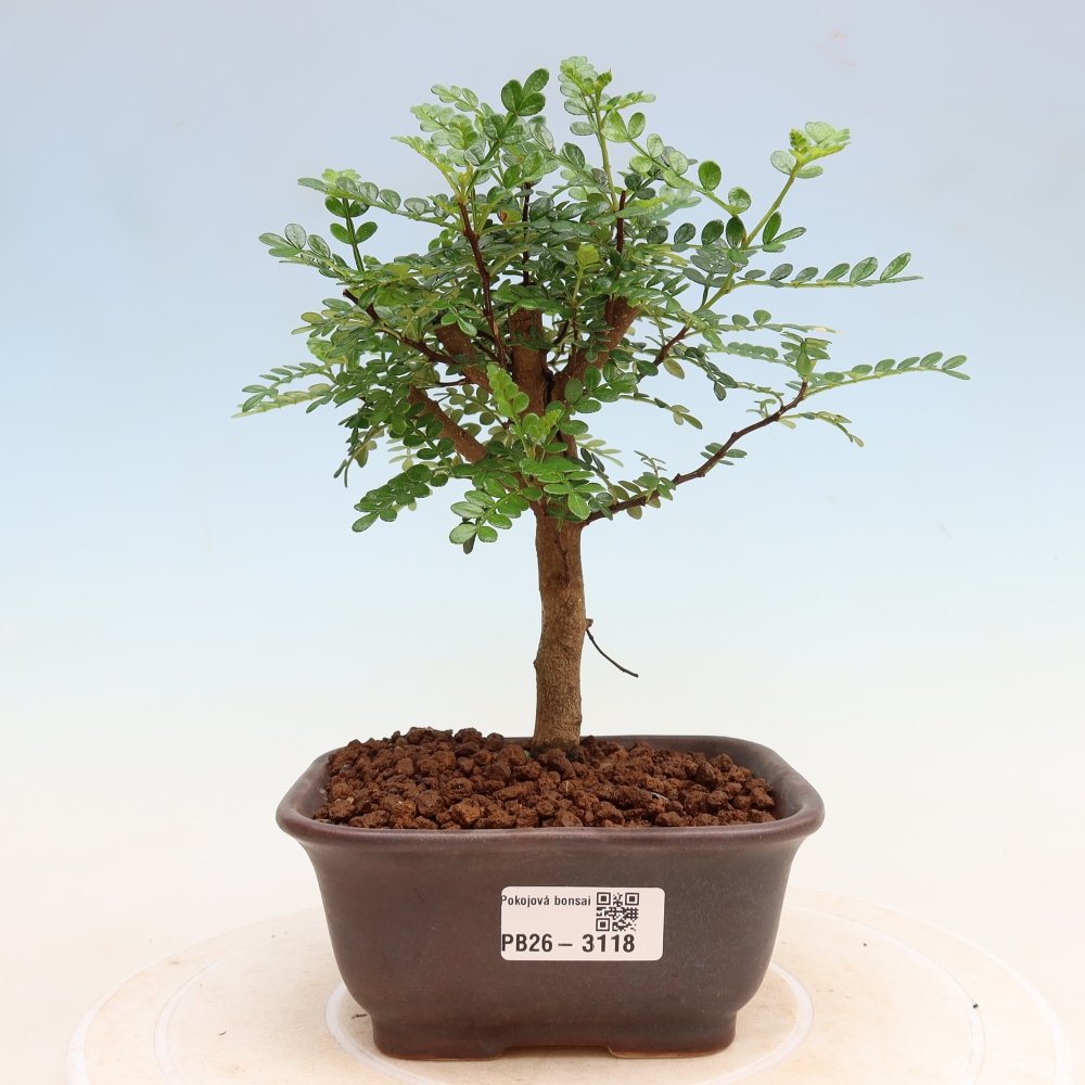 Pokojová bonsai - Zantoxylum piperitum - Pepřovník