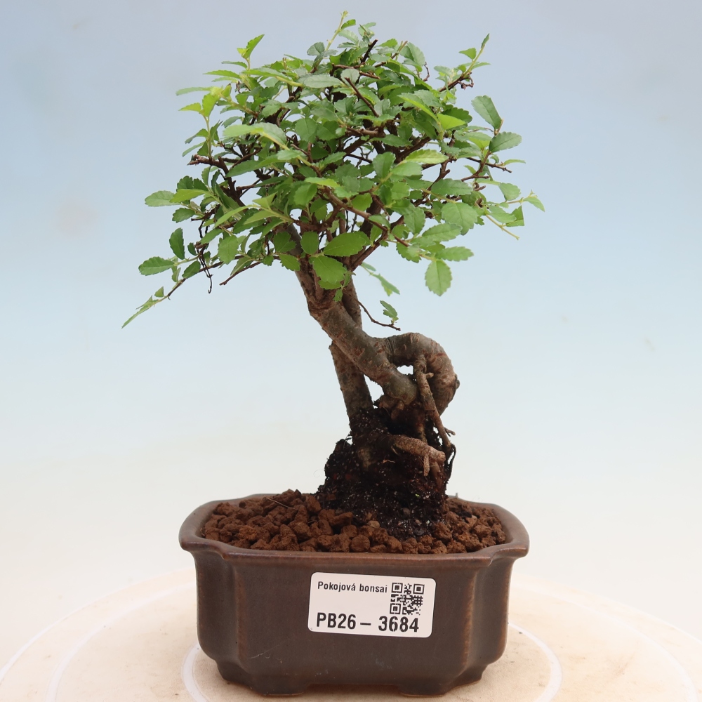 Pokojová bonsai - Ulmus parvifolia - Malolistý jilm